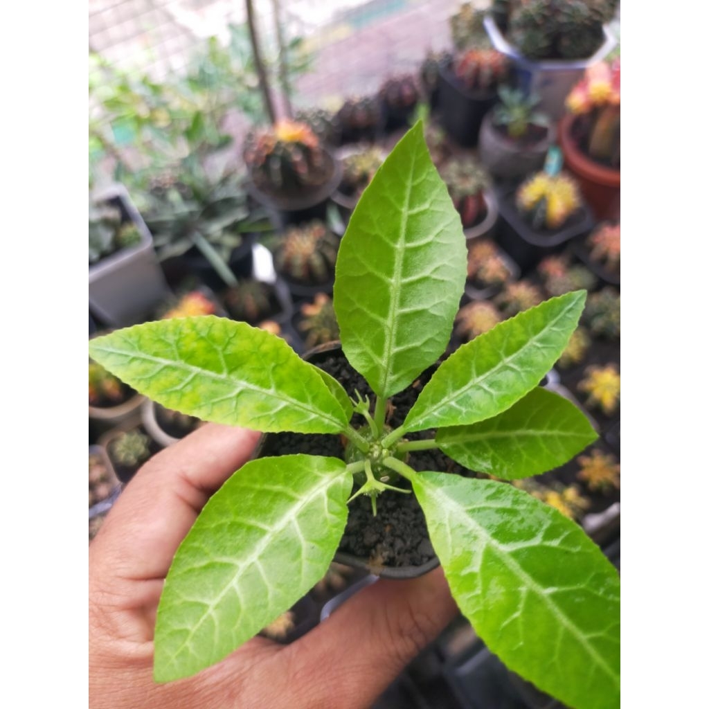Dorstenia Lancifolia Seedling