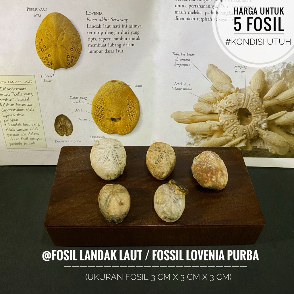 Fosil Landak Laut Purba B15 atau Fossil Lovenia Natural atau Fosil Bintang Laut atau Fosil Sea Urchi