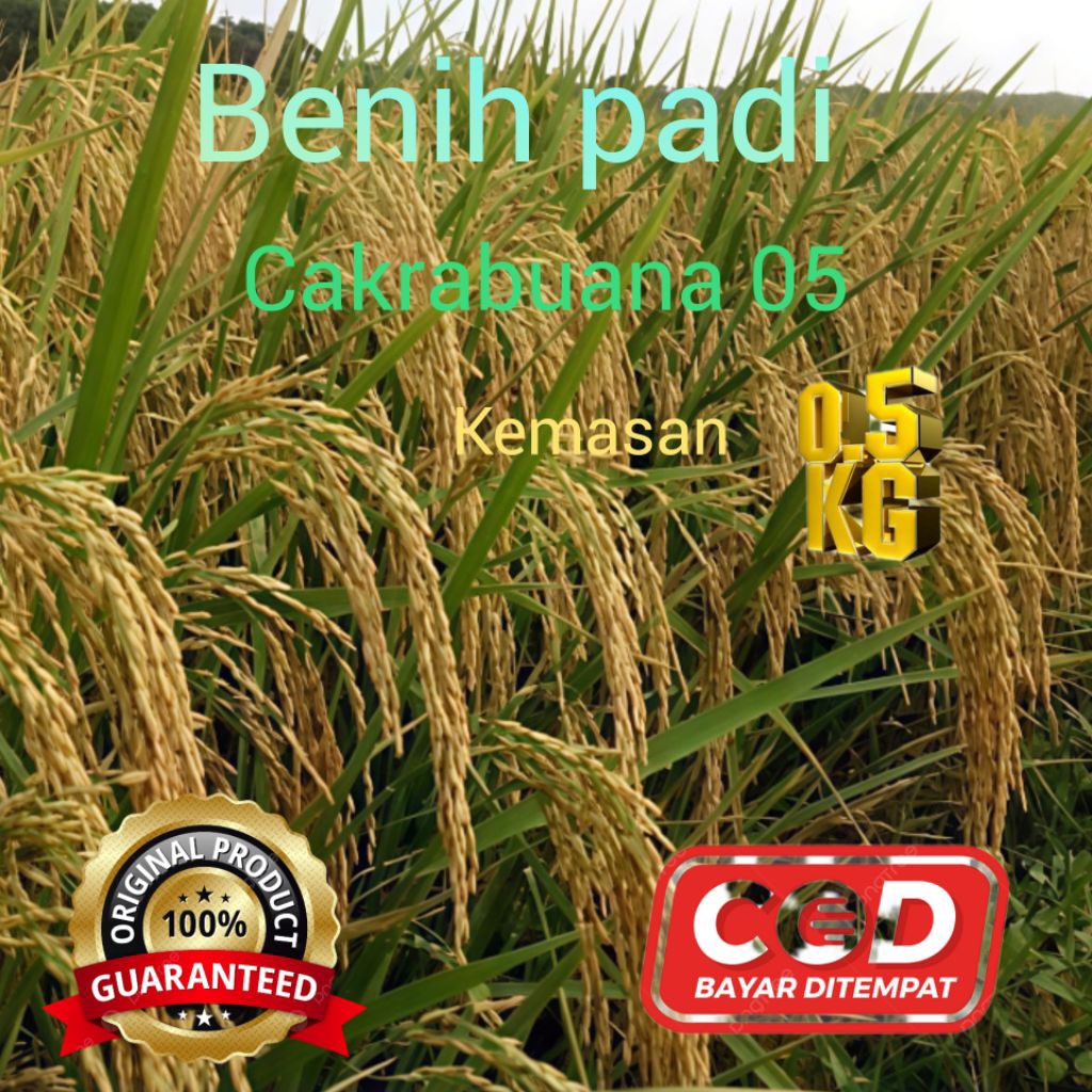 Benih padi cakrabuana 05 kemasan 5kg