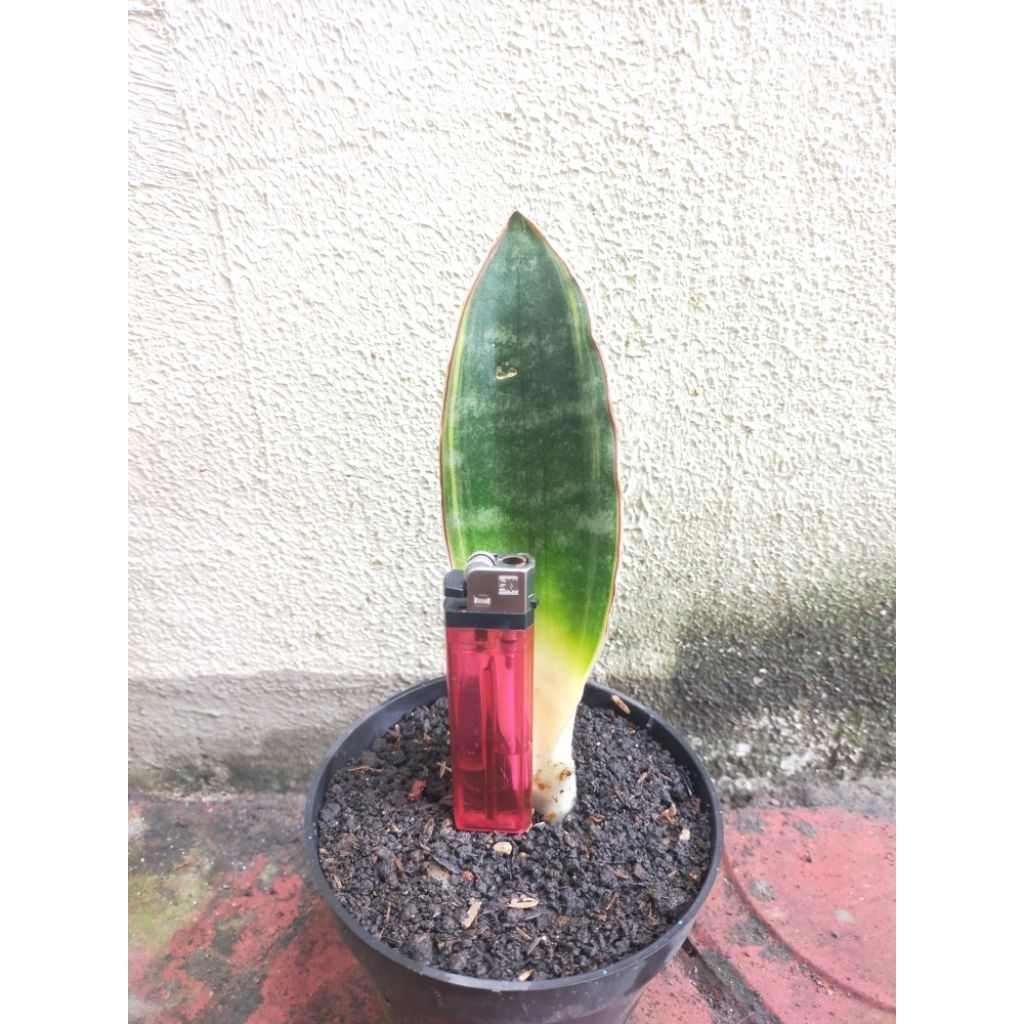 TANAMAN HIAS SANSEVIERIA R 1881 FIKIZOLA CROSSING VARIGATA