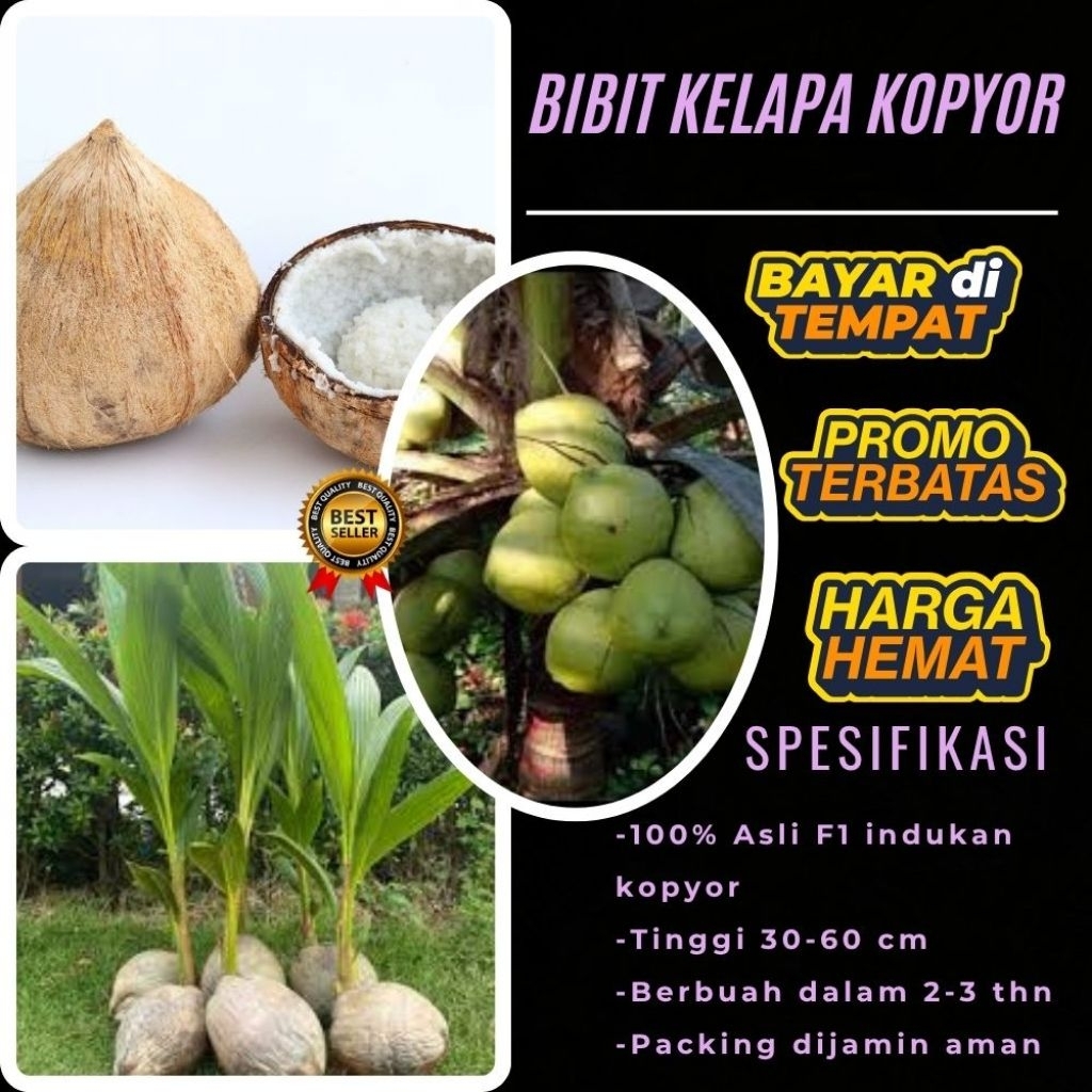 POHON PENDEK !! Bibit Kelapa Kopyor Harga, Bibit Kelapa Kopyor Jelly, Bibit Kelapa Kopyor Jelly Thai