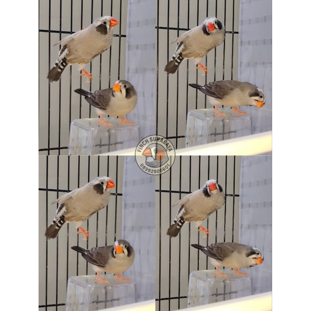 Burung Zebra Finch
