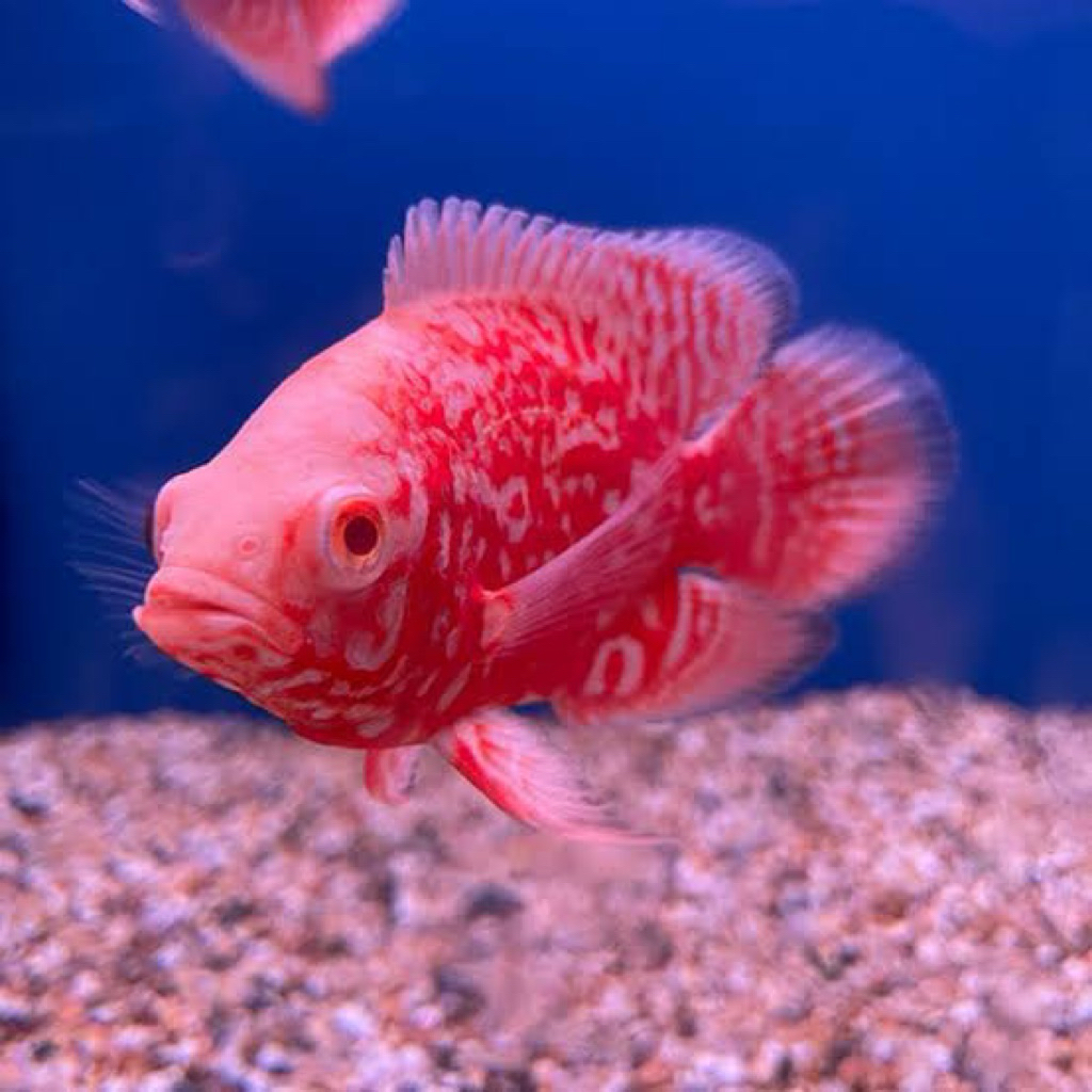 Oscar Tiger Albino Good Marking Thai / import 10-12cm up