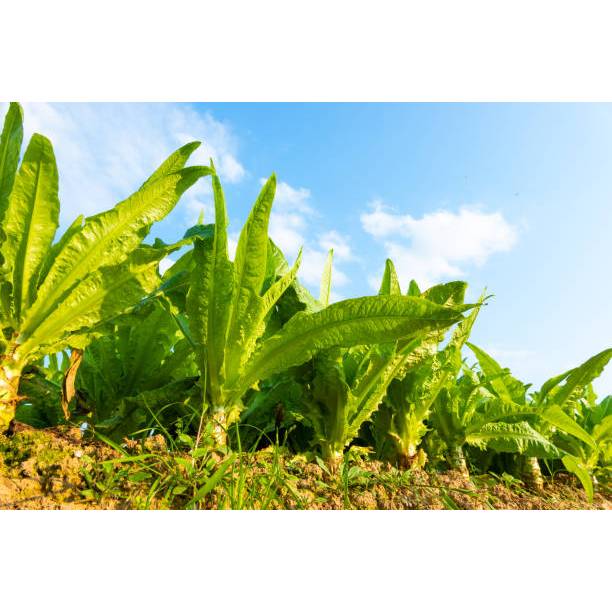 MURAH - BIBIT SELADA SIOMAK