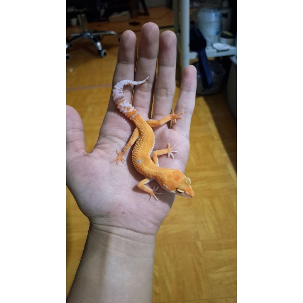 Leopard Gecko Male - Sunglow Enigma Tomato Line - Remaja Usia Juve Mulus Sehat