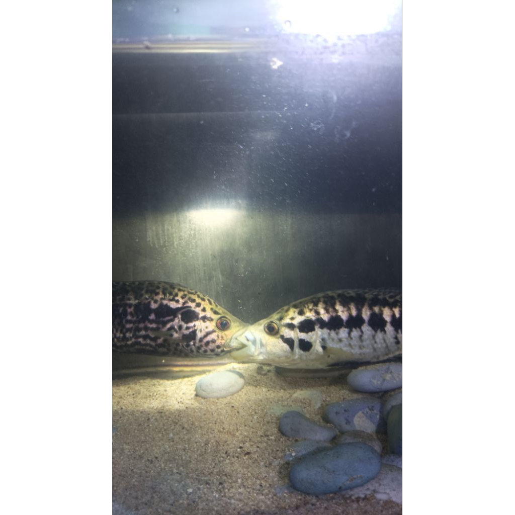 Jaguar Cichlid
