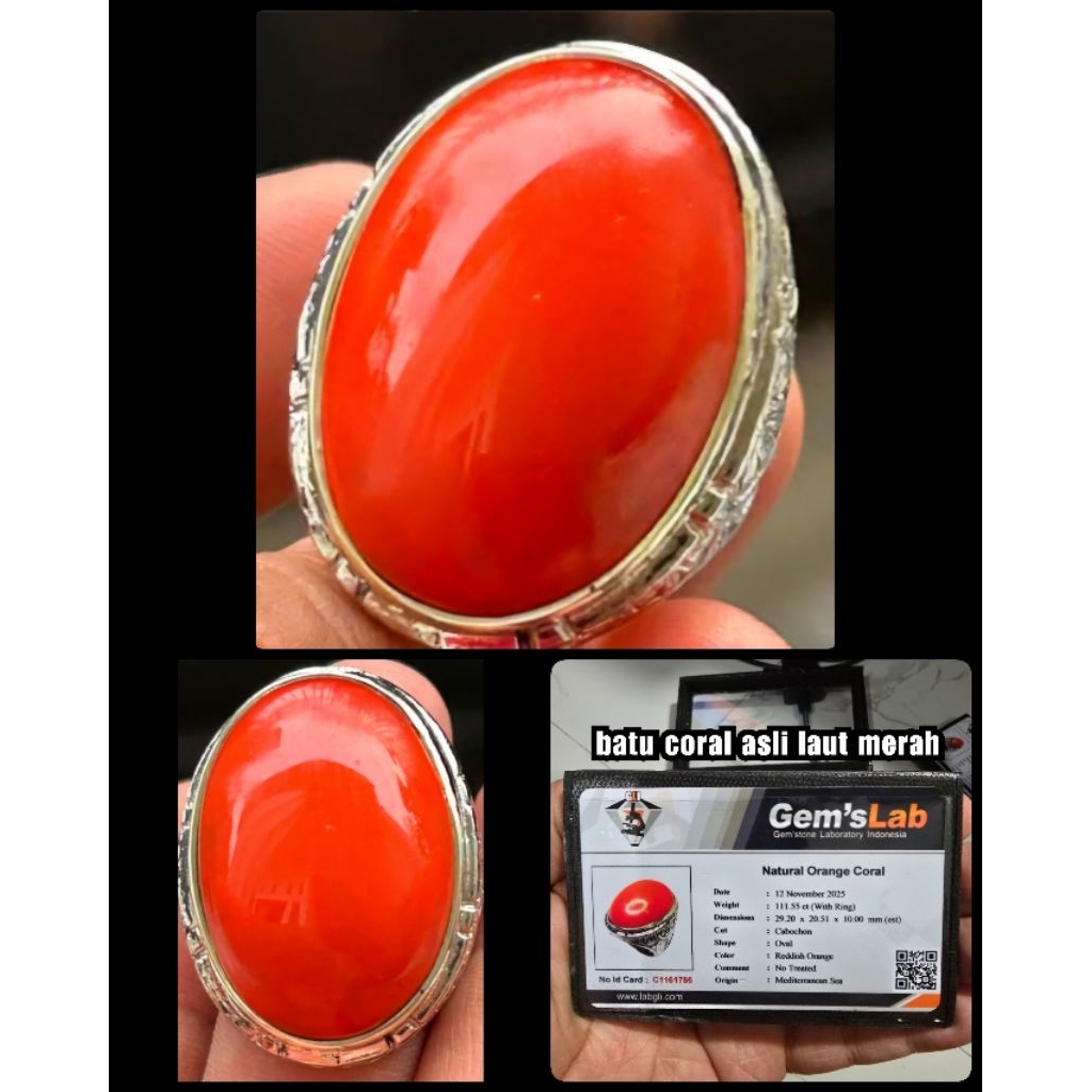 batu marjan super asli big jumbo laut merah yemen