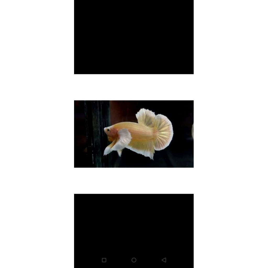 sepasang Dumbo ear soft gold