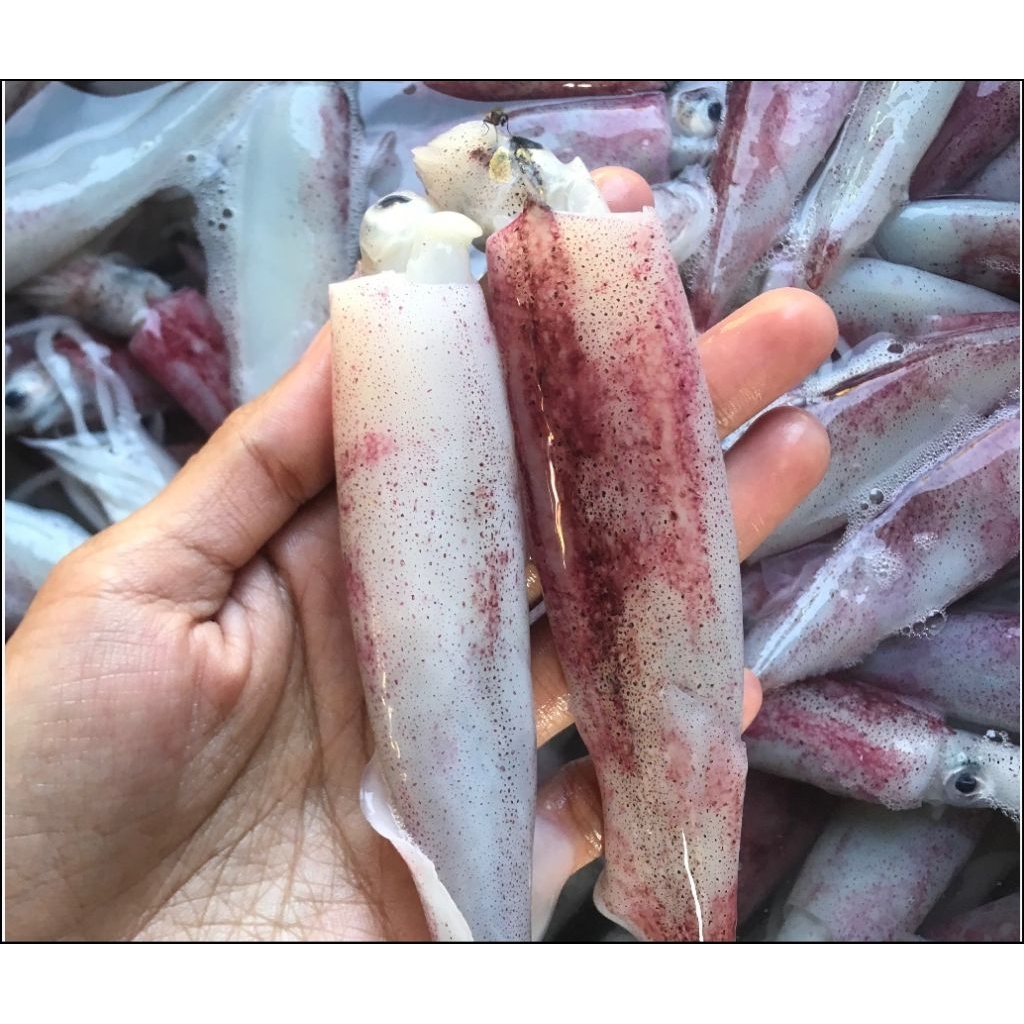 Cumi Bangka Cumi Besar Segar Cumi Cantik 1kg