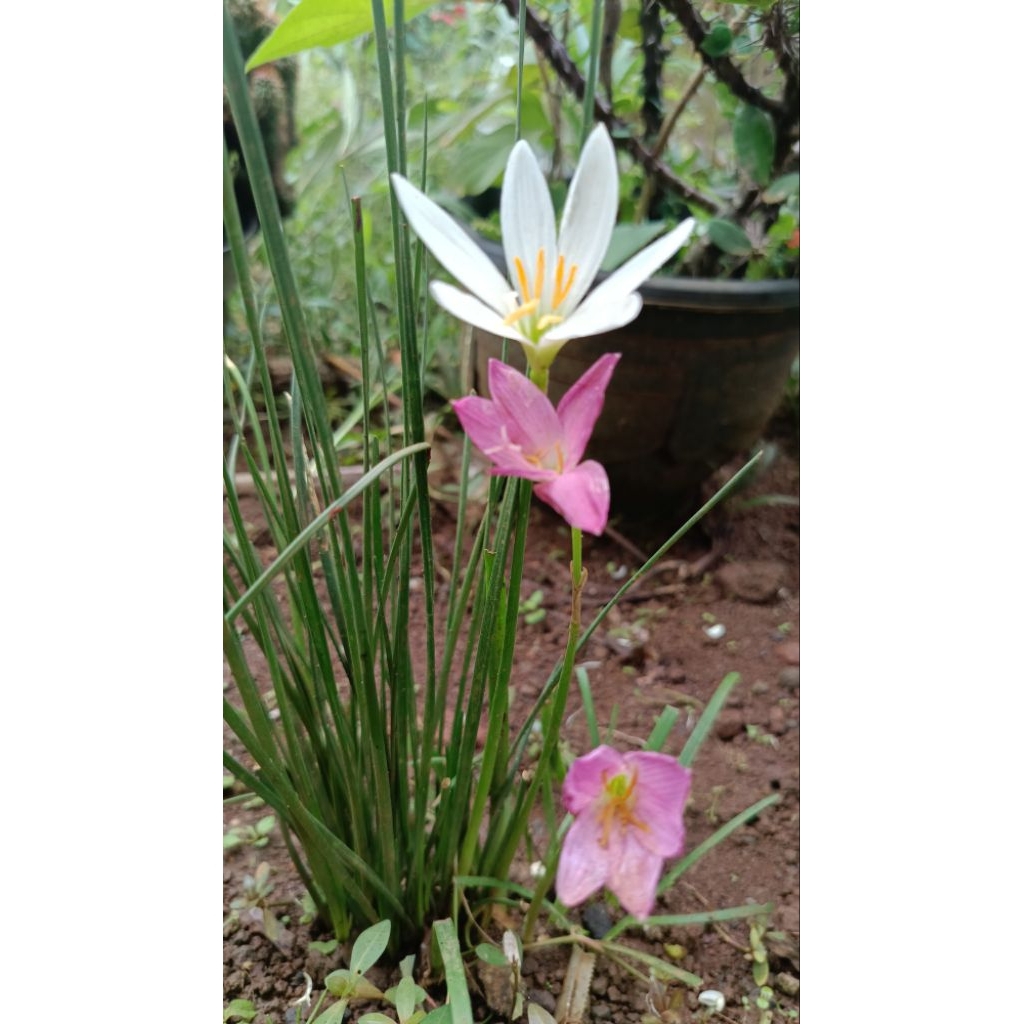 bibit bunga tulip putih