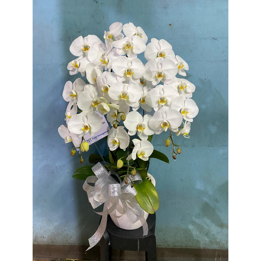 RANGKAIAN ANGGREK 4 POHON PUTIH | ANGGREK HIDUP | ANGGREK POT