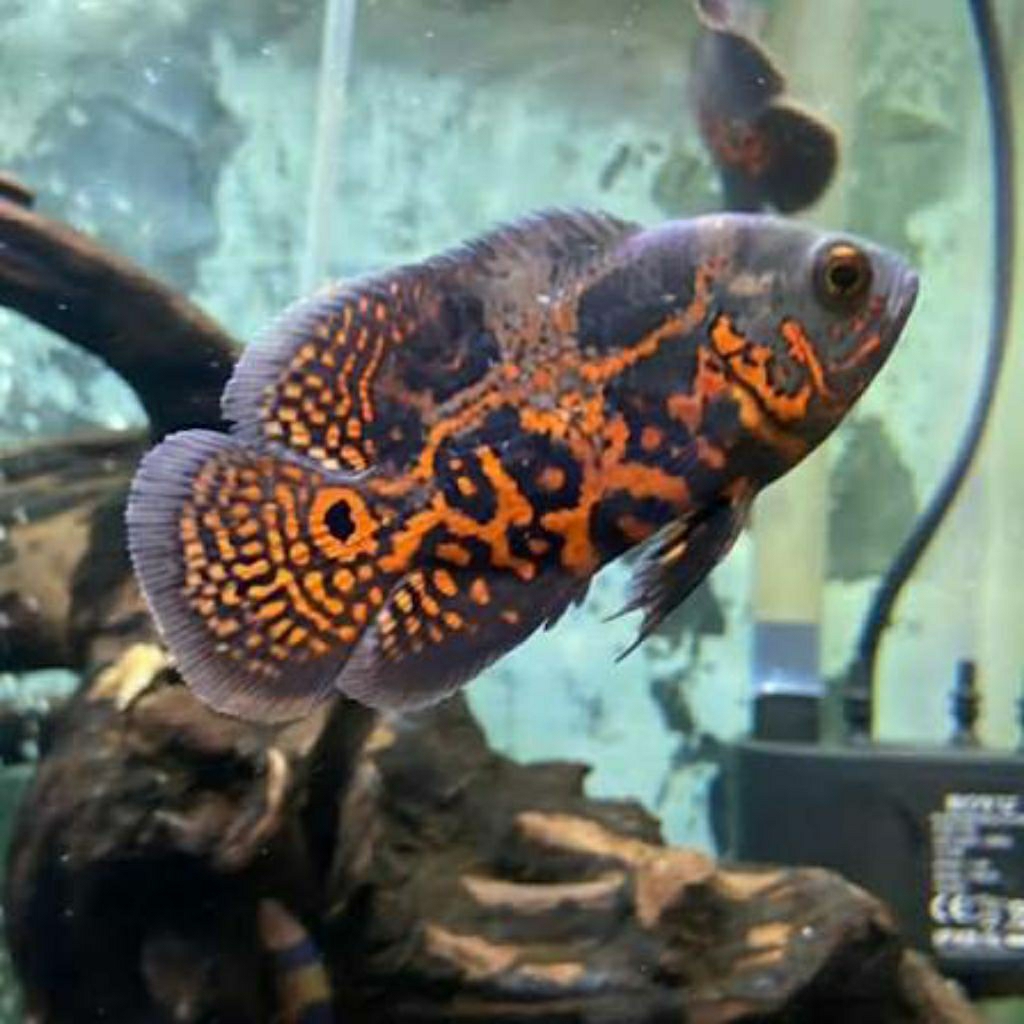 Hiasan aquarium Oscar Tiger batik MERAH good marking size 10cm