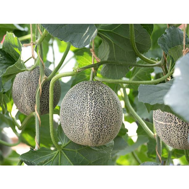 Biji Bibit benih melon madu hijau
