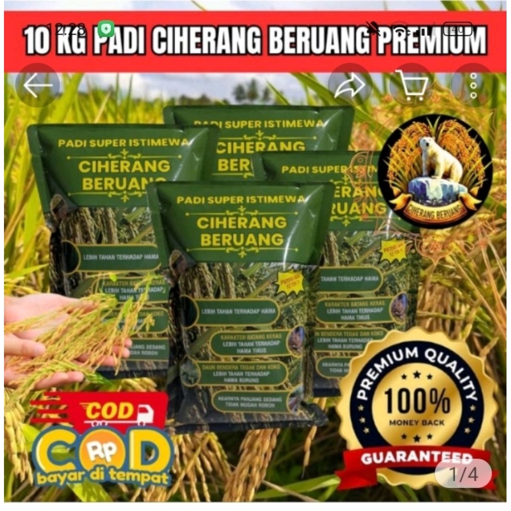 benih padi Ciherang beruang premium kemasan 10kg