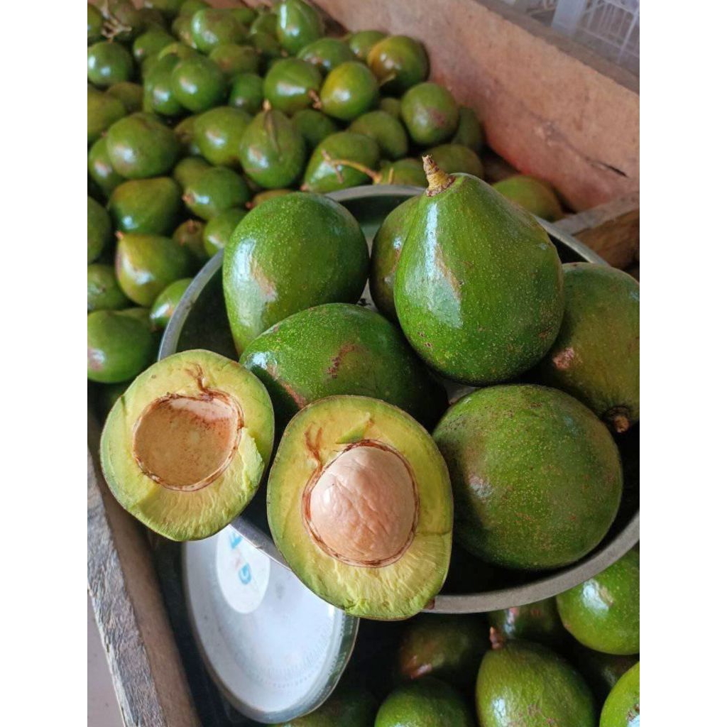 Buah Alpukat/Alpukat Mentega/AvocadoAlpukat Segar/ Daging Tebal, Lembut & Cocok untuk Jus / Salad!