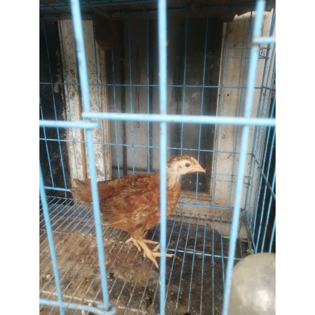 Ayam Petelur umur 2 bulan