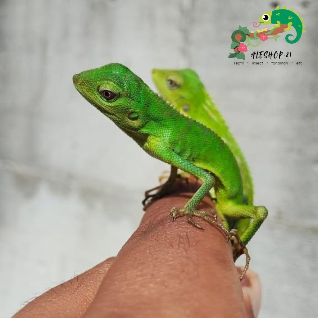 anak bunglon hijau lokal asli Indonesia /surai hidup murah