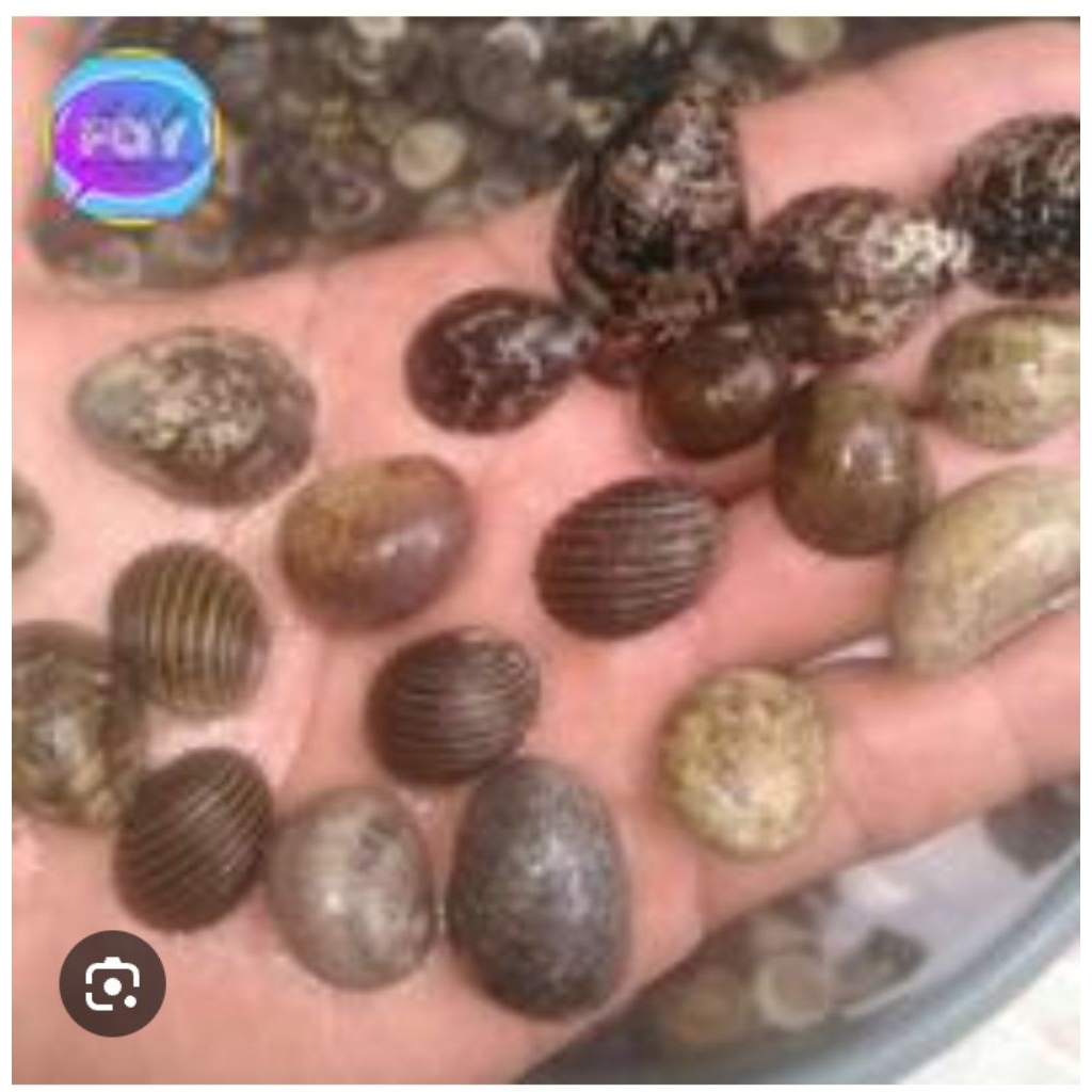 Cangkang Keong Nerit Cangkang Kelomang Mini/pcs