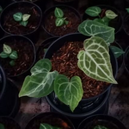 bibit anthurium queen clarinervium