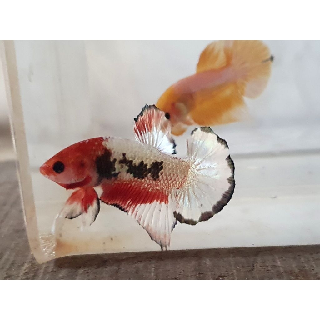 cupang plakat fccp orange head army ekor banding realpict