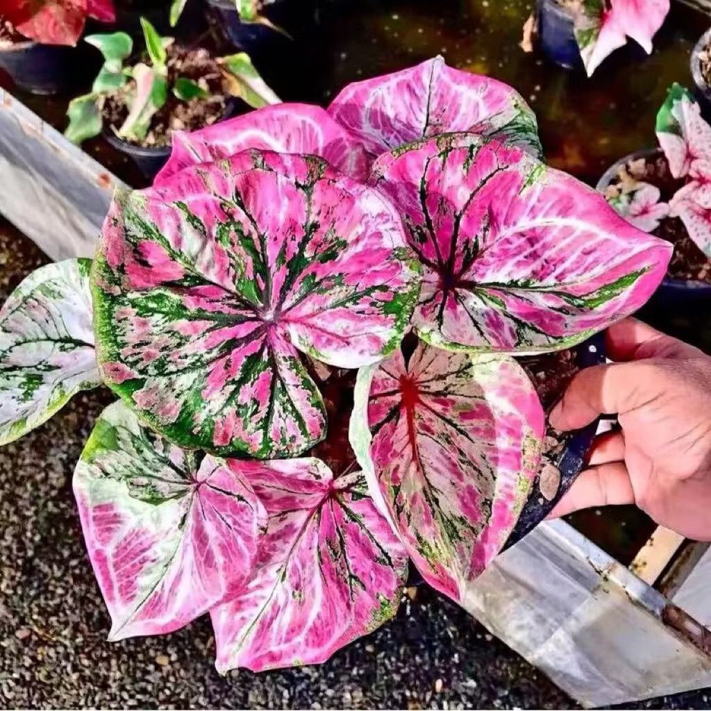 Bibit Bonggol Umbi Caladium Tricolor Thailand Series, Benih Keladi Thailand