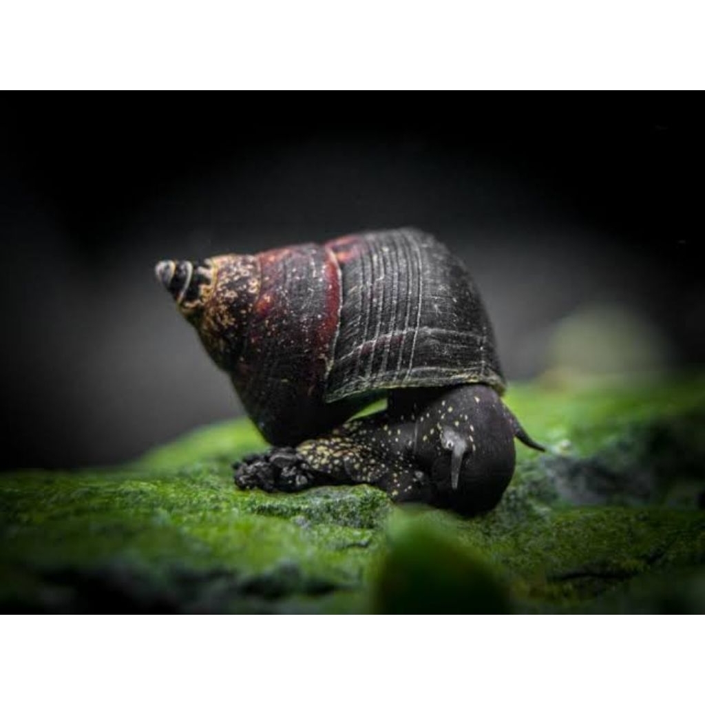 Sinabart Rabbit Snail Keong Sulawesi Poso