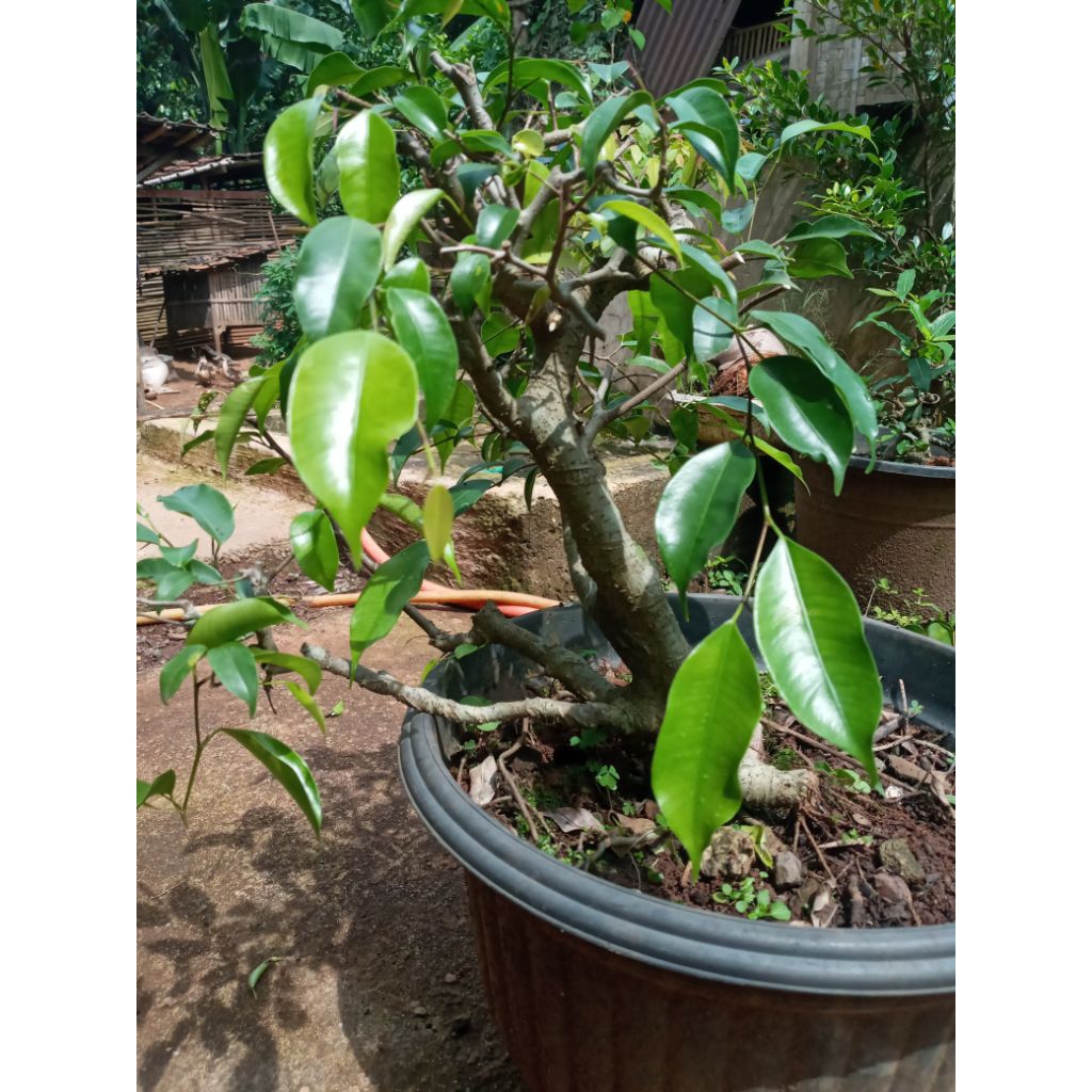 bonsai beringin benjamin sesuai foto di kirim sesuai foto pake cargo