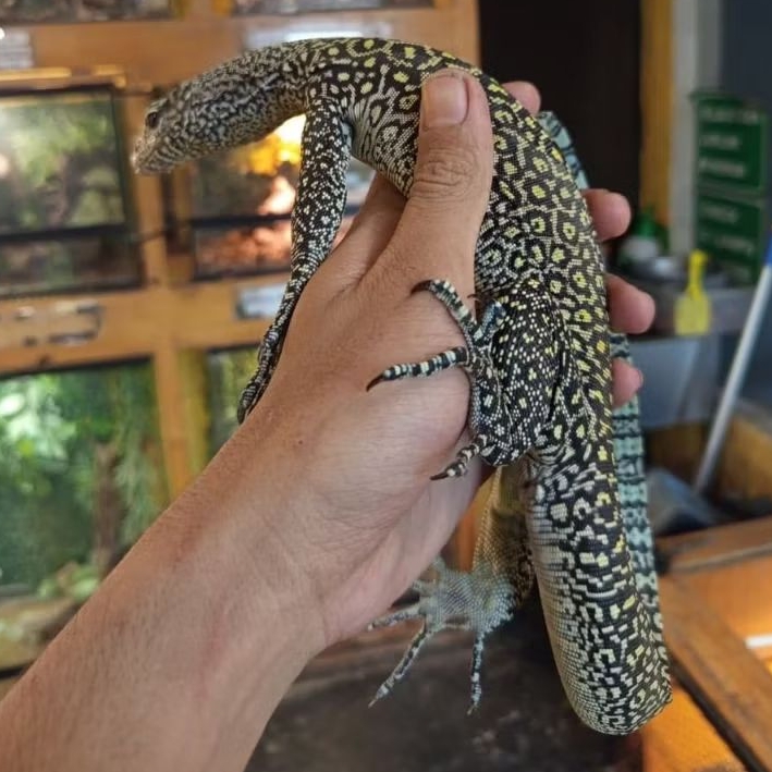 Pelet Varanus Doreanus dll