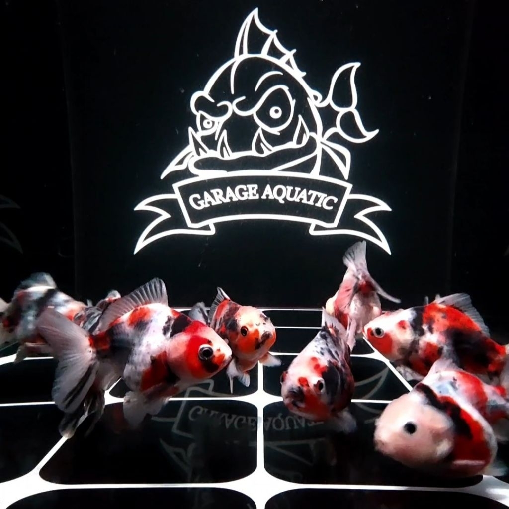 (INSTANT) KOKI ORANDA SHORTTAIL OST PANCAWARNA IKAN HIAS AQUARIUM KOLAM