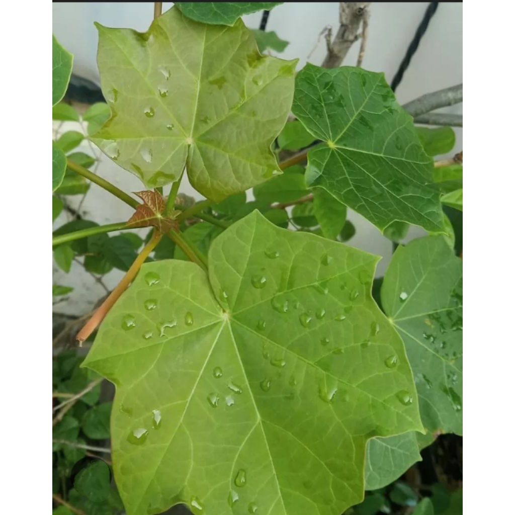 DAUN JARAK, POHON JARAK , JARAK FRESH, HERBAL DAUN JARAK , BIJI JARAK , BIBIT JARAK , BIBIT TANAMAN 