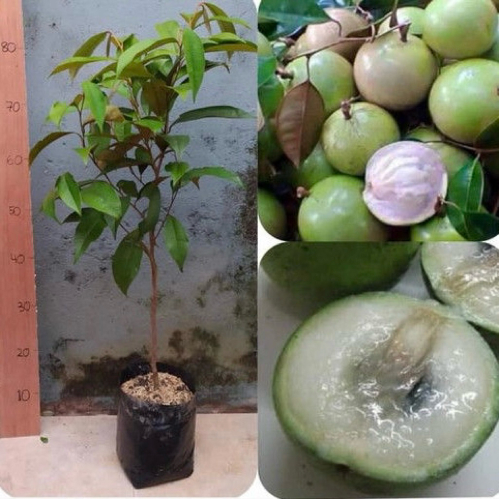 Bibit Sawo Kenitu / Genitu Hijau Okulasi Tinggi 70cm Keatas