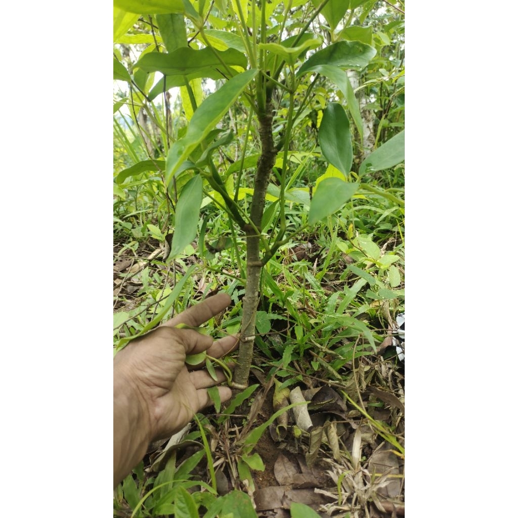 bibit tanaman Tlogosari bahan bonsai