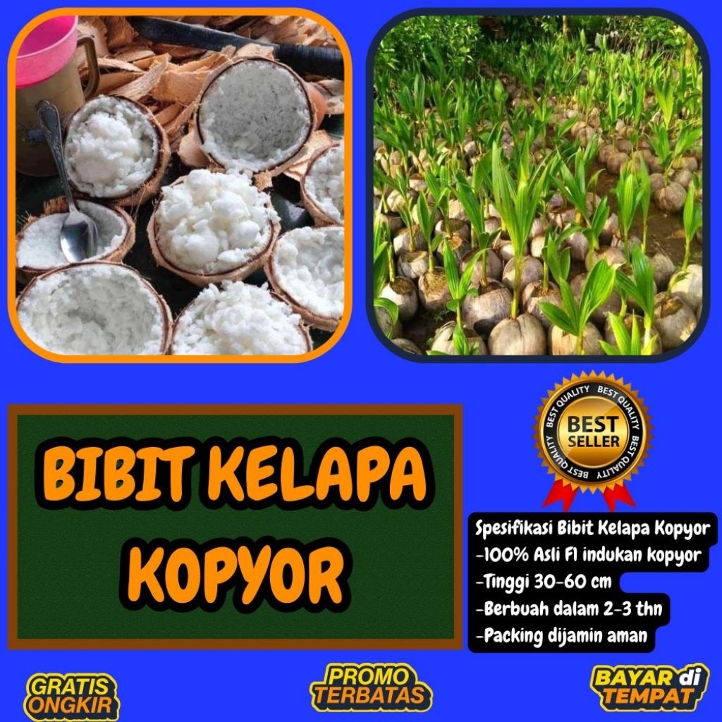 POHON PENDEK  Bibit Kelapa Kopyor Harga, Bibit Kelapa Kopyor Jelly, Bibit Kelapa Kopyor Jelly Thaila