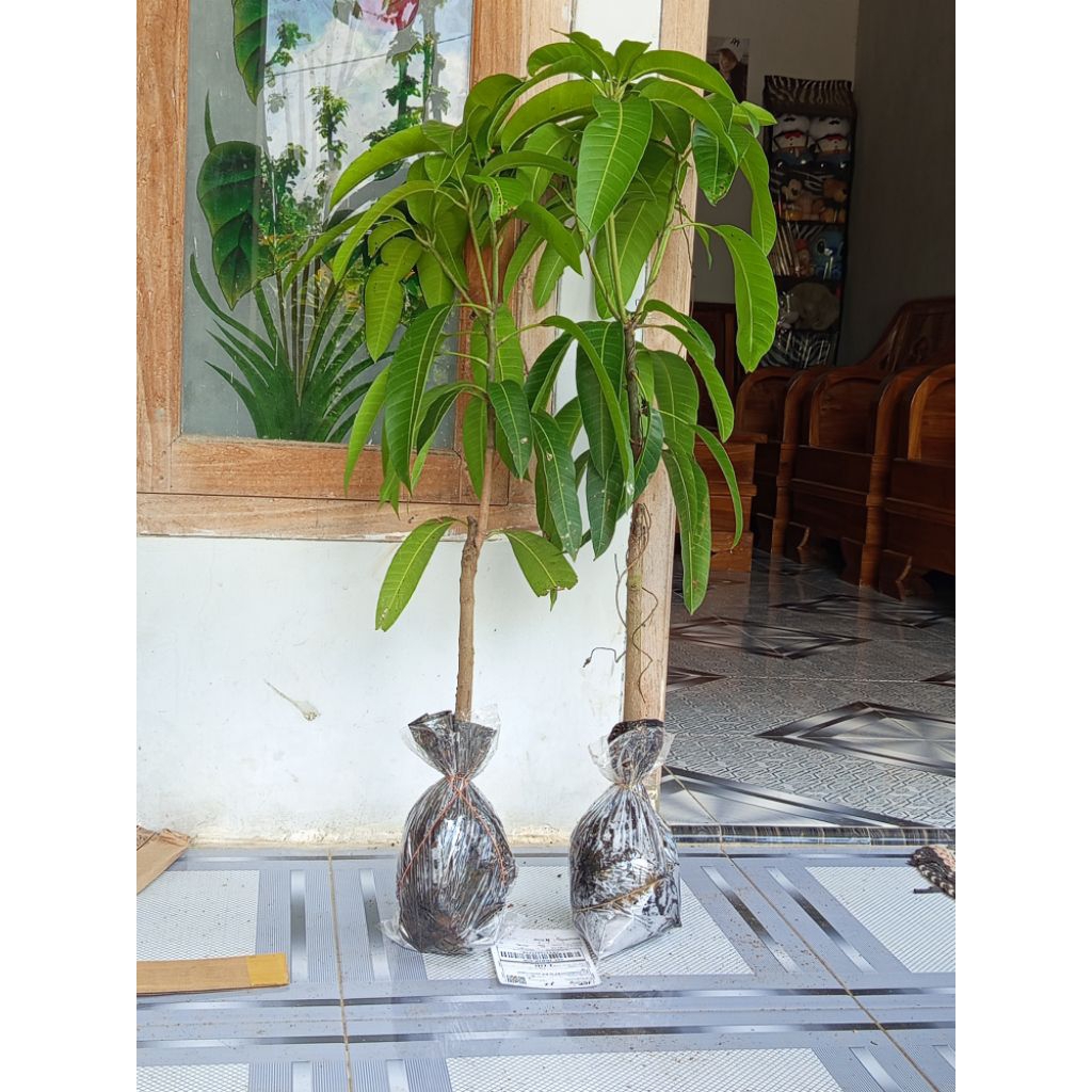bibit buah mangga kiojay