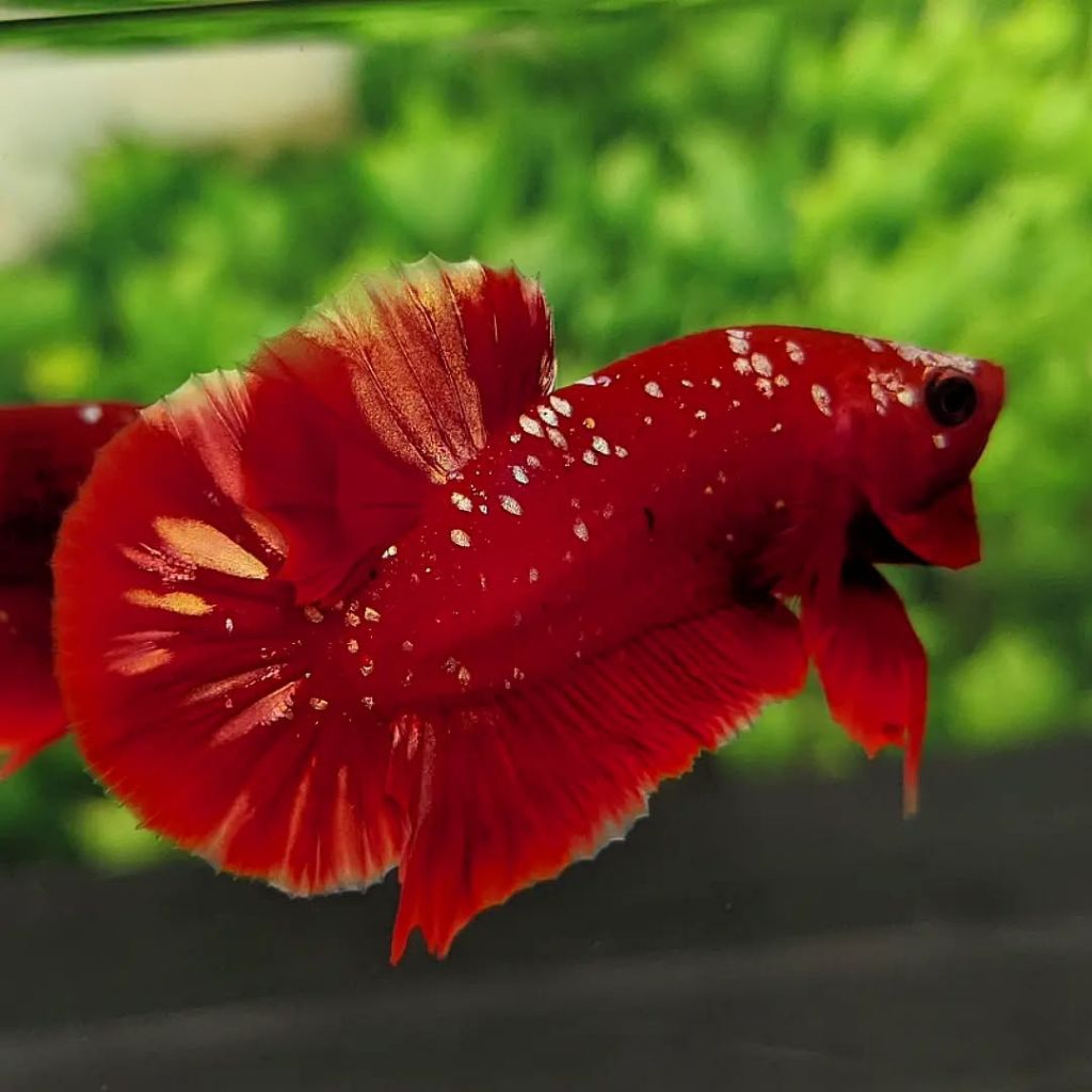 makannan cupang RGG PK