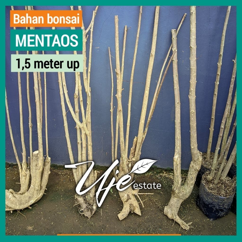 MENTAOS DONGKELAN 1.5 METER UP/BAHAN BONSAI BONGSAI MENTAOS BINTAOS JALITRI JELITRI 2 3 4 5 TRAP 1 M
