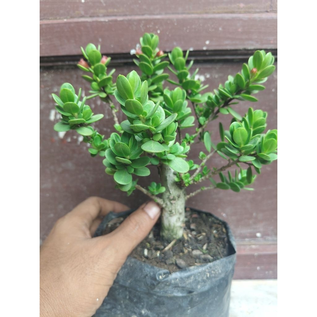 (sesuai gambar) Santigi mawar daun bulat