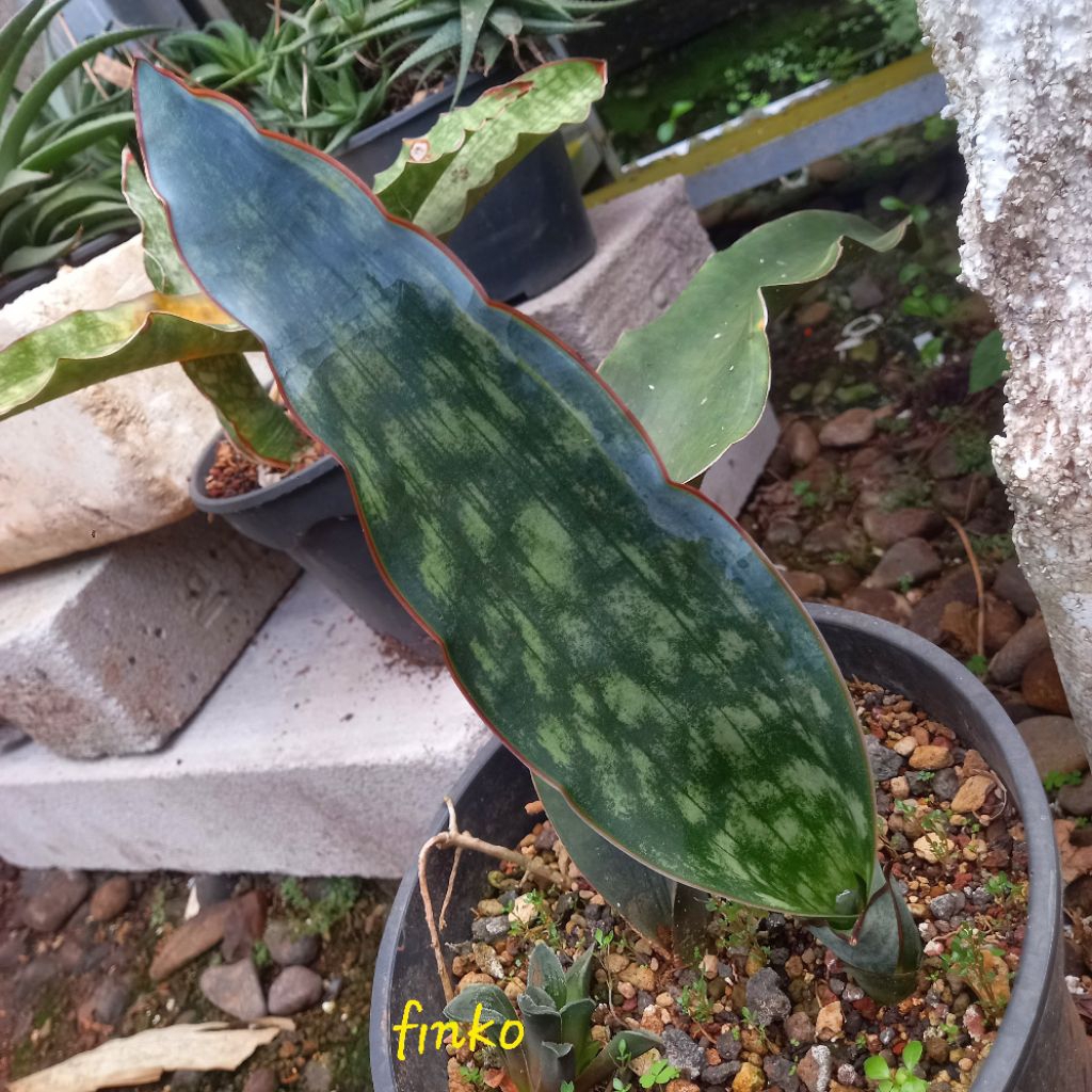 sansevieria dragon king variegata pelit