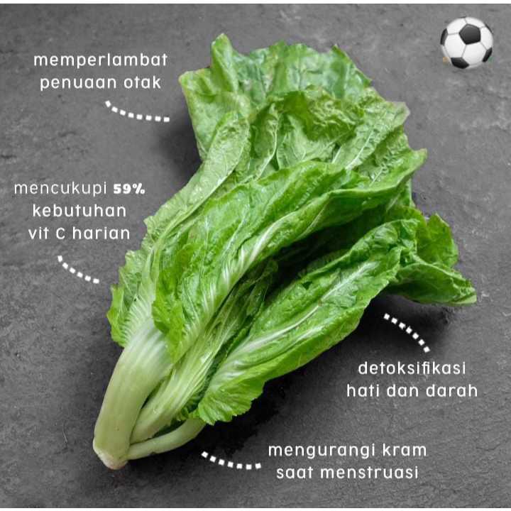 MURAH - BIBIT SAWI PAHIT