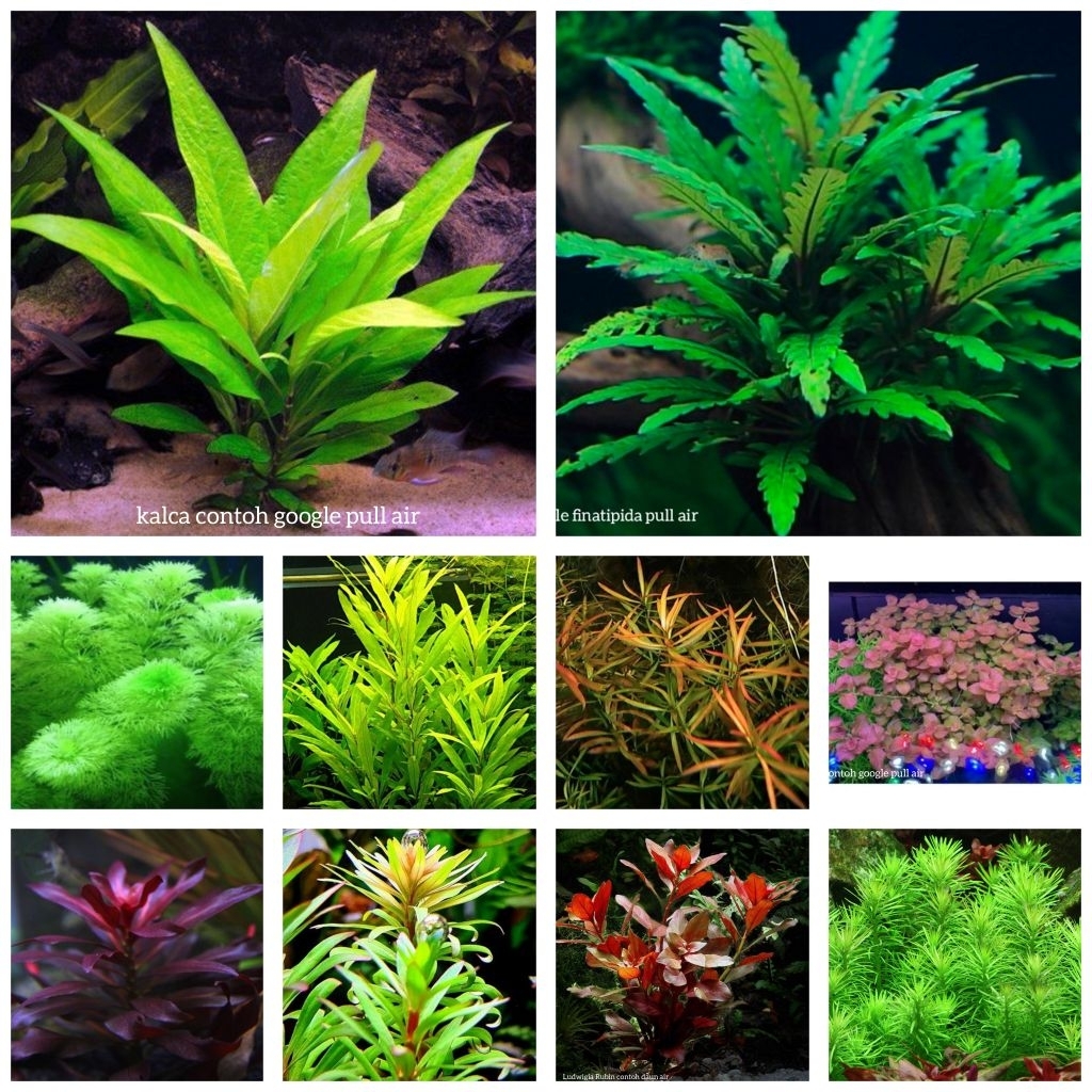 paket tanaman aquascape mix  95 batang tanaman aquascape hiasan aquarium