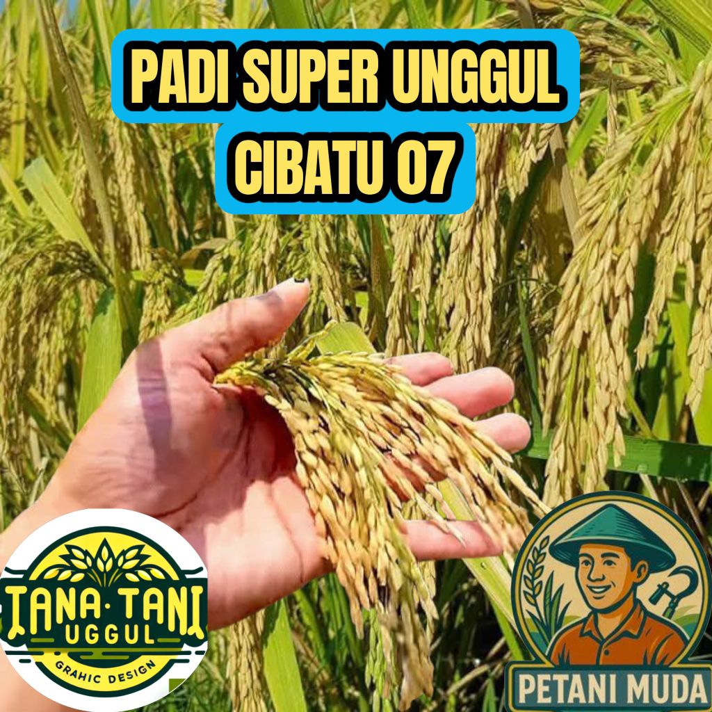 BENIH PADI SUPER UNGGUL CIBATU 07 KEMASAN 1KG