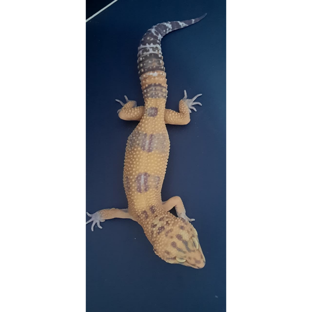 MAINAN TREMPER GECKO LEOPARD