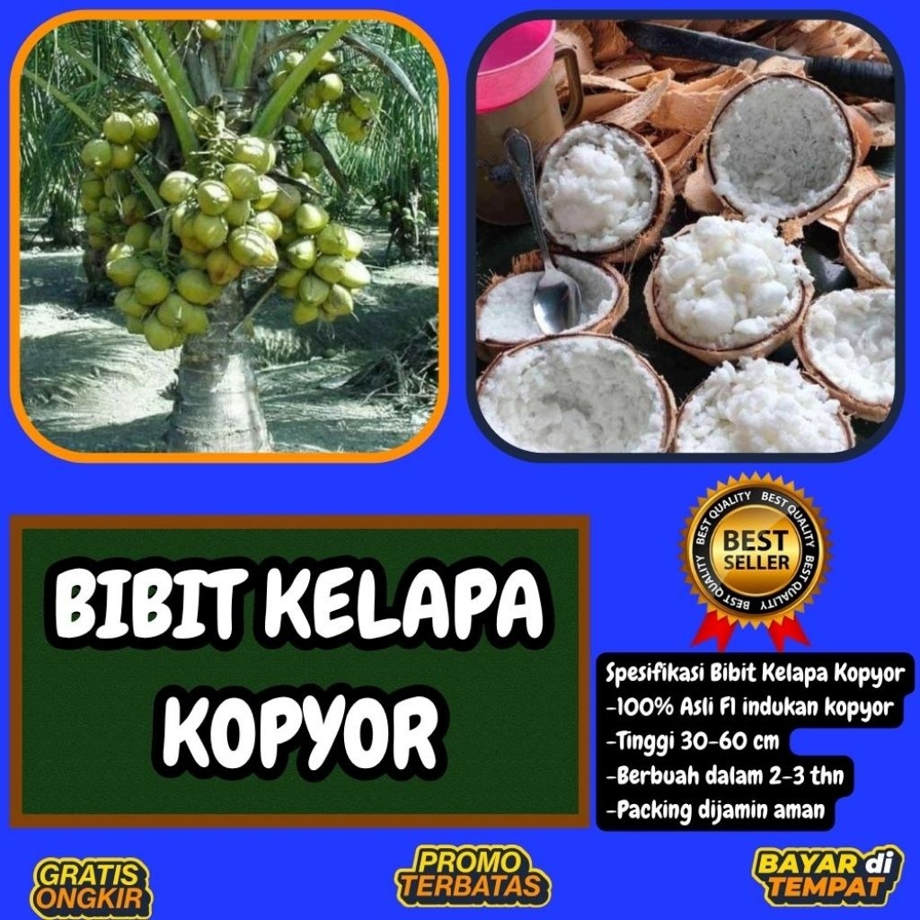 100 % ASLI !! Pohon Kelapa Kopyor, Pohon Kelapa Kopyor Asli, Pohon Kelapa Kopyor Bersertifikat