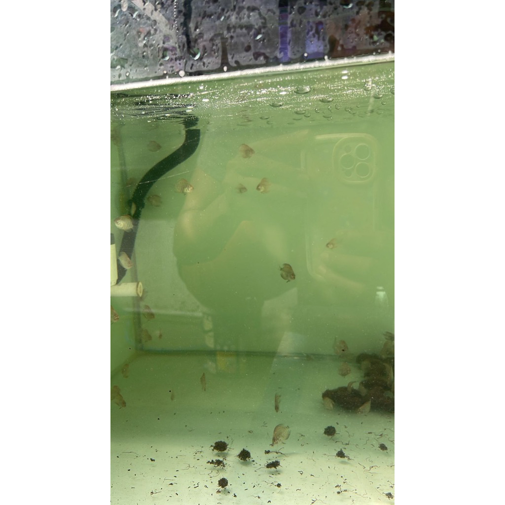 anakan ikan discus reflesia 1nch up