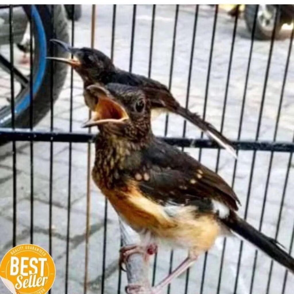 murai medan trotol gembling pilihan super