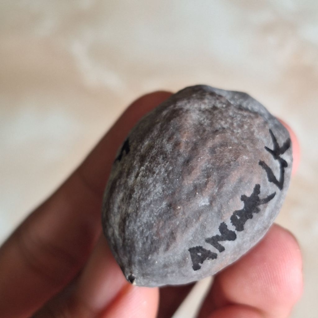 MUNCANG ADU JENIS ANAK LK Pasangan Super