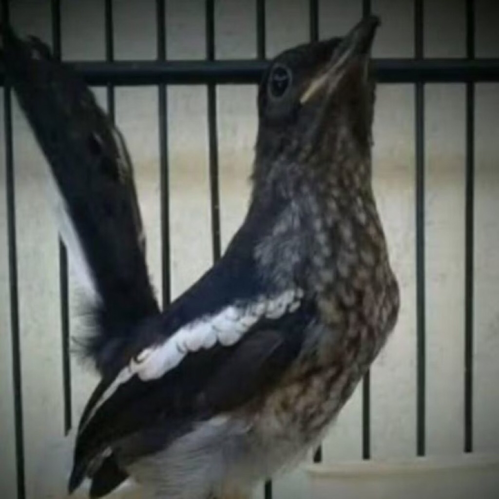 Kacer trotol jantan piihan