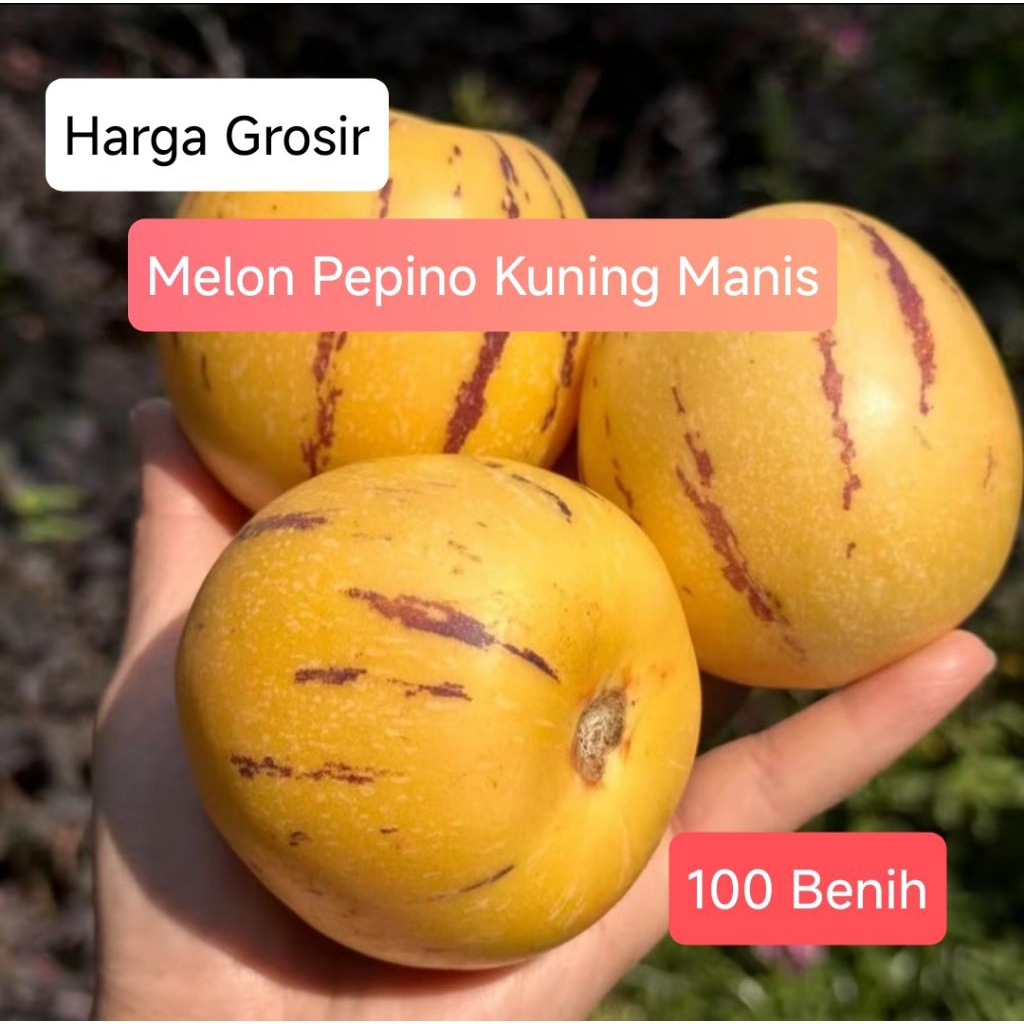 Grosir Benih Melon Pepino Kuning (100 benih)