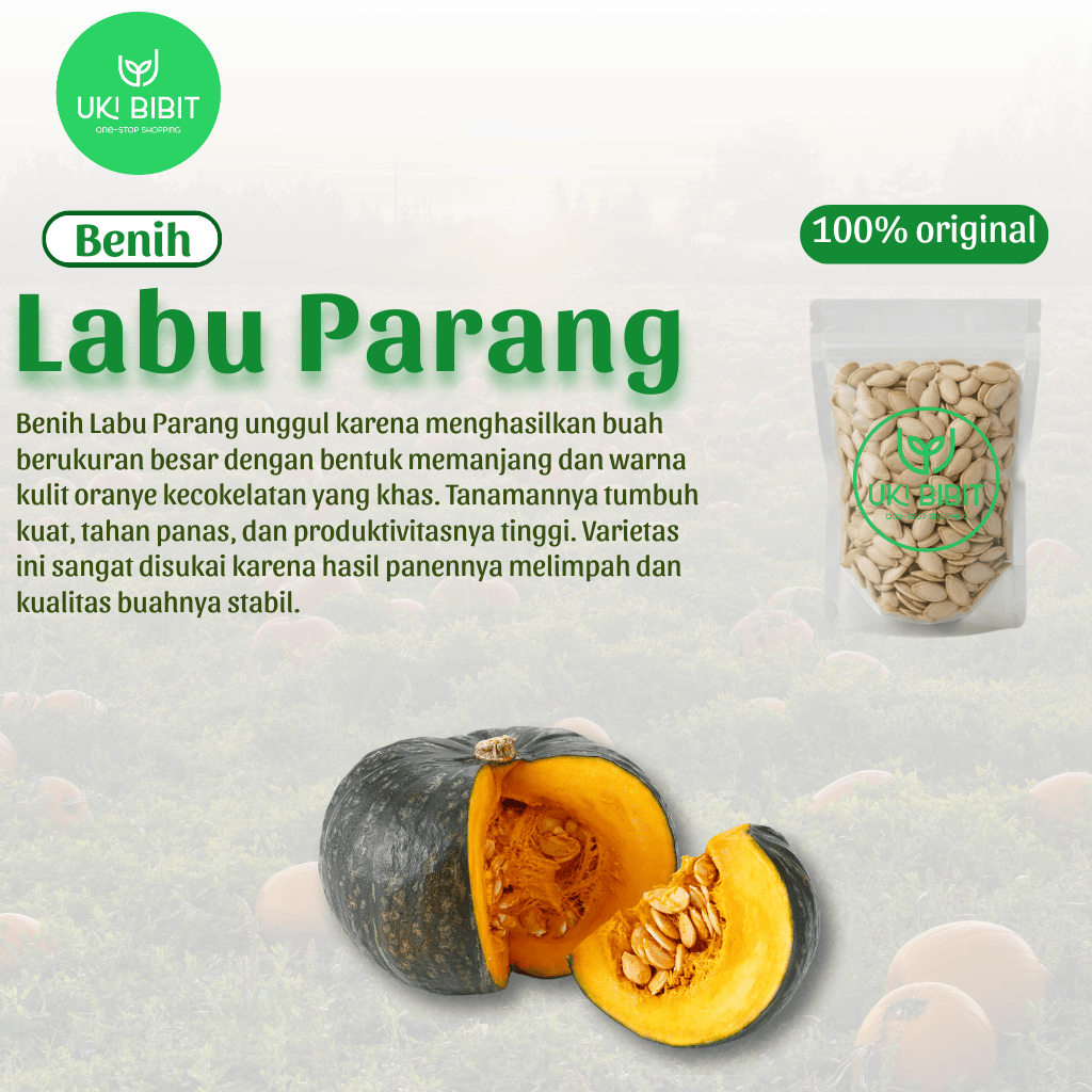 ( 10 Butir ) Benih Biji Labu Parang | Labu kuning | Waluh Besar | Waloh Kuning