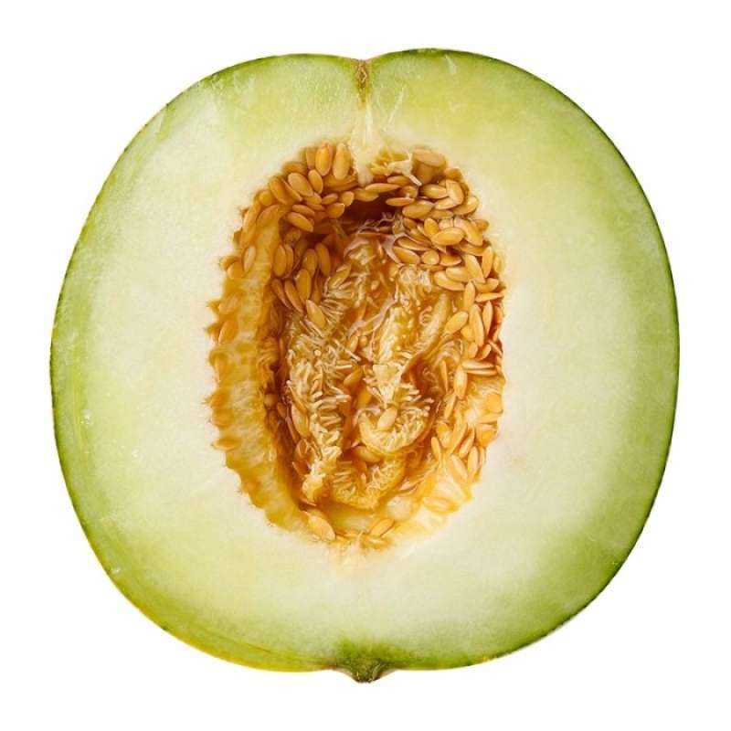 MURAH - BIBIT MELON MADU HIJAU